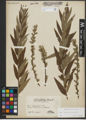 Foto von Salix repens L. x Salix viminalis L.